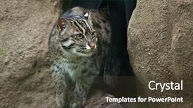  Presentation with wildlife goat - Presentation theme having fishing cat prionailurus viverrinus wildlife background and a  colored foreground