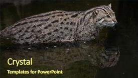  Presentation with safari park beautiful wildlife animal - PPT theme consisting of fishing cat prionailurus viverrinus wildlife background and a wine colored foreground