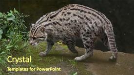  Presentation with safari park beautiful wildlife animal - Slides featuring fishing cat prionailurus viverrinus wildlife background and a tawny brown colored foreground