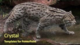  Presentation with safari park beautiful wildlife animal - Presentation enhanced with fishing cat prionailurus viverrinus wildlife background and a  colored foreground