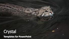  Presentation with wildlife - Slides featuring fishing cat prionailurus viverrinus wildlife background and a dark gray colored foreground
