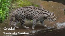  Presentation with do not disturb wildlife - Audience pleasing PPT theme consisting of fishing cat prionailurus viverrinus wildlife backdrop and a  colored foreground
