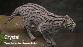  Presentation with wildlife - Slide deck featuring fishing cat prionailurus viverrinus wildlife background and a  colored foreground