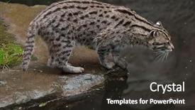  Presentation with wildlife - Cool new presentation with fishing cat prionailurus viverrinus wildlife backdrop and a dark gray colored foreground