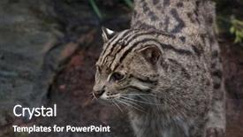  Presentation with wildlife - Slides with fishing cat prionailurus viverrinus wildlife background and a  colored foreground