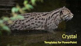  Presentation with save wildlife - Beautiful PPT layouts featuring fishing cat prionailurus viverrinus wildlife backdrop and a wine colored foreground