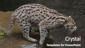  Presentation with wildlife goat - PPT layouts with fishing cat prionailurus viverrinus wildlife background and a  colored foreground