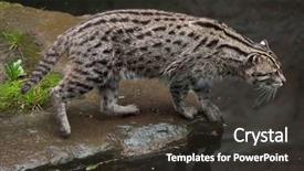  Presentation with wildlife - Beautiful slide deck featuring fishing cat prionailurus viverrinus wildlife backdrop and a  colored foreground