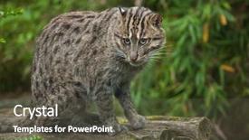  Presentation with word gone fishing - PPT theme having fishing cat prionailurus viverrinus wildlife background and a  colored foreground