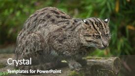  Presentation with climate vegetation and wildlife - Beautiful slide deck featuring fishing cat prionailurus viverrinus wildlife backdrop and a dark gray colored foreground