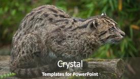  Presentation with wildlife - Beautiful slide deck featuring fishing cat prionailurus viverrinus wildlife backdrop and a dark gray colored foreground