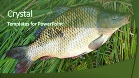  Presentation with christmas dinner - PPT theme with  background and a  colored foreground