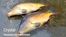  Presentation with christmas dinner - Amazing PPT theme having  backdrop and a  colored foreground