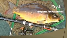  Presentation with christmas dinner - Presentation design with fishing catch the common carp background and a  colored foreground