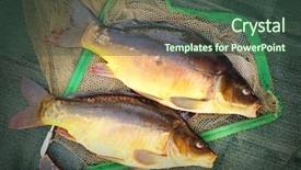  Presentation with christmas dinner - PPT theme enhanced with  background and a  colored foreground