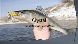  Presentation with mouth - Beautiful slides featuring fishing hook line sinker - fishermen holding walleye with bait backdrop and a  colored foreground