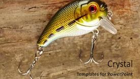  Presentation with fishing - Colorful PPT layouts enhanced with fishing lure backdrop and a coral colored foreground