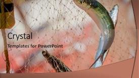  Presentation with fishing net - Theme having fishing net with fish on natural background background and a coral colored foreground