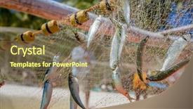  Presentation with fishing net - Beautiful PPT layouts featuring fishing net with fish backdrop and a violet colored foreground