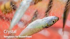 Presentation with fishing net - Beautiful slide deck featuring fishing net with fish on natural background backdrop and a coral colored foreground