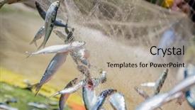  Presentation with fishing net - Cool new theme with fishing net with fish backdrop and a light gray colored foreground
