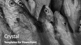  Presentation with fishing net - Slide set featuring hand and syringe isolated on a white background background and a pink colored foreground