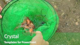  Presentation with fishing net - Cool new theme with fishing net with fresh shrimp backdrop and a shamrock green colored foreground