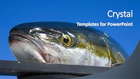  Presentation with coast - PPT theme having protien - fishing off the coast background and a teal colored foreground