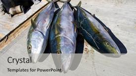  Presentation with gone fishing - Presentation theme with protien - fishing off the coast background and a light gray colored foreground