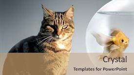  Presentation with cat - Presentation enhanced with fishy - cat and a fish background and a coral colored foreground
