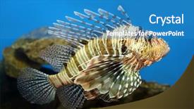  Presentation with underwater - Slides featuring fishy - lionfish zebrafish underwater close-up background and a teal colored foreground