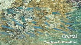  Presentation with background and significance - Slide set featuring fishy background background and a  colored foreground