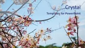 Presentation with spring tree - PPT theme enhanced with fistula tree blossom in spring background and a  colored foreground