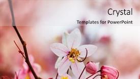  Presentation with spring tree - Amazing slide deck having fistula tree blossom in spring backdrop and a lemonade colored foreground