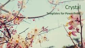  Presentation with spring tree - Audience pleasing PPT layouts consisting of fistula tree blossom in spring backdrop and a soft green colored foreground