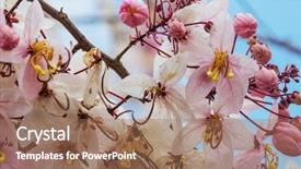  Presentation with spring tree - Colorful theme enhanced with fistula tree blossom in spring backdrop and a coral colored foreground