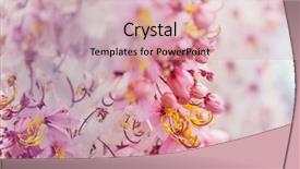  Presentation with spring tree - Beautiful slides featuring fistula tree blossom in spring backdrop and a lemonade colored foreground