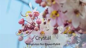  Presentation with cassia - Beautiful slide set featuring fistula tree blossom in spring backdrop and a light blue colored foreground