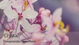  Presentation with cassia - Slide set having fistula tree blossom in spring background and a coral colored foreground