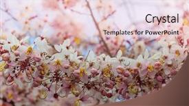  Presentation with spring tree - Presentation design consisting of fistula tree blossom in spring background and a lemonade colored foreground