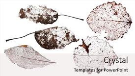  Presentation with dead leaves - Colorful slides enhanced with five brown dead leaves isolated backdrop and a lemonade colored foreground