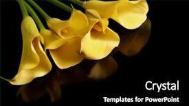  Presentation with calla lily - Amazing PPT layouts having five calla lilies on black backdrop and a black colored foreground