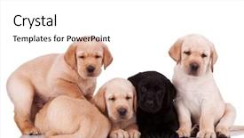  Presentation with background - Slides with five curious little labrador retriever background and a white colored foreground