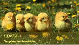  Presentation with chick - Audience pleasing PPT layouts consisting of five cute yellow chicks backdrop and a tawny brown colored foreground