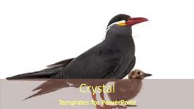  Presentation with old days - Presentation featuring five-days-old-chick-inca background and a violet colored foreground