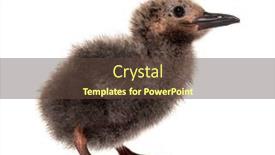  Presentation with old days - Slide deck consisting of five-days-old-chick-inca background and a tawny brown colored foreground