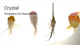  Presentation with fish spoilage - PPT theme enhanced with five different fish are looking background and a white colored foreground