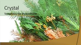  Presentation with pine - Presentation theme enhanced with five-different-kind-of-pine background and a seafoam green colored foreground