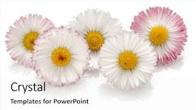  Presentation with white flowers of jasmine - Cool new slide set with five elements - beautiful daisy flowers isolated backdrop and a white colored foreground
