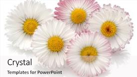  Presentation with beautiful flowers border floral design - Cool new slides with five elements - beautiful daisy flowers isolated backdrop and a white colored foreground
